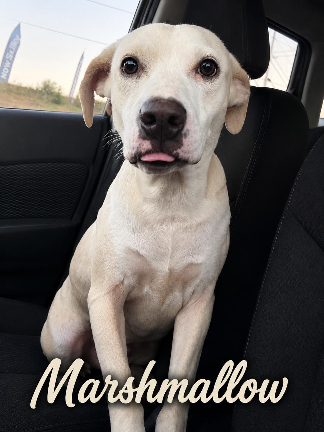 Marshmallow, ADOPTABLE, Adult Female Hound.
