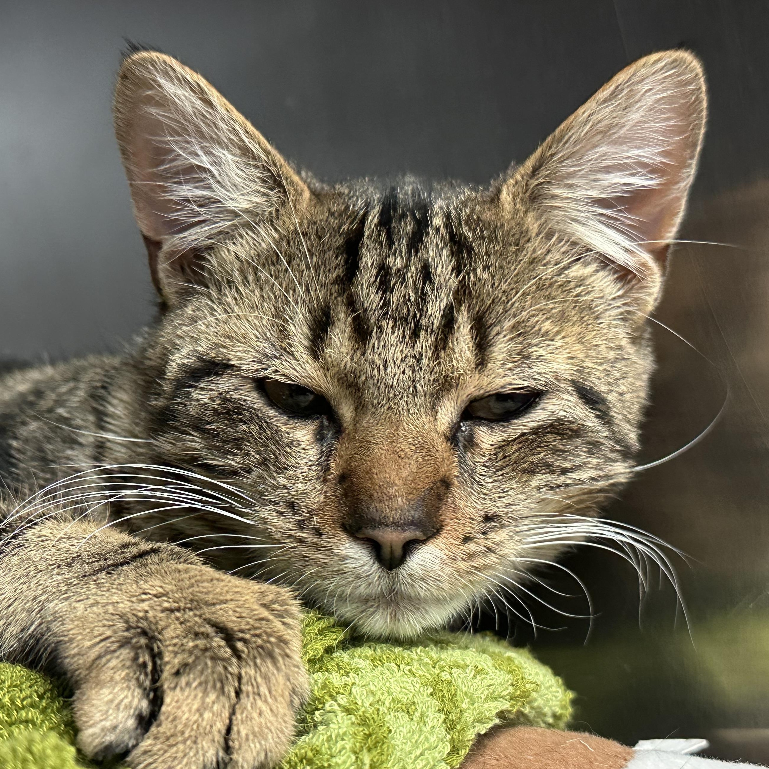 Enlarge Pecan , an adopted Domestic Short Hair in Clifton, NJ image 1/2