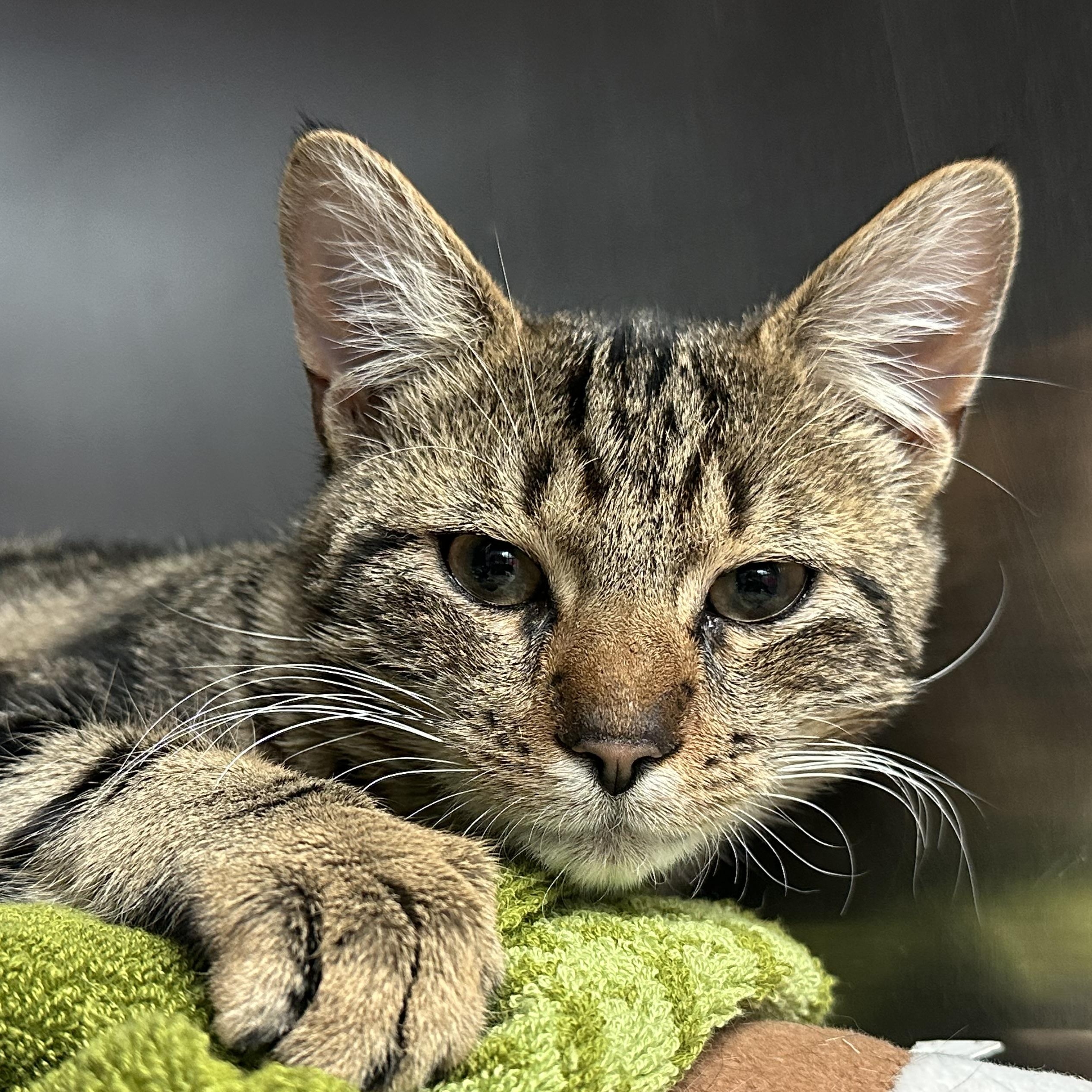 Enlarge Pecan , an adopted Domestic Short Hair in Clifton, NJ image 2/2