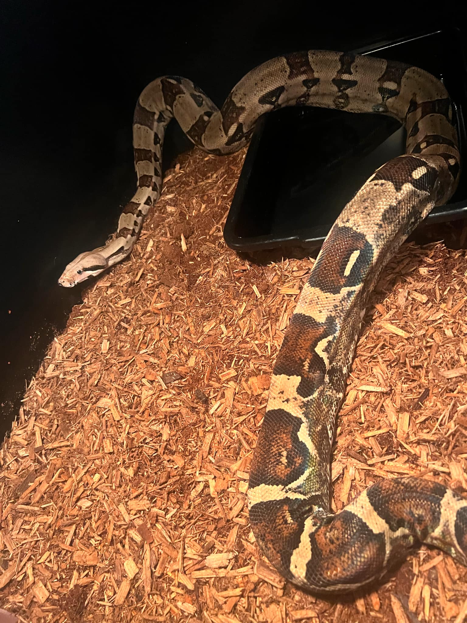 Cardi, Adopted, Young Female Boa Constrictor.