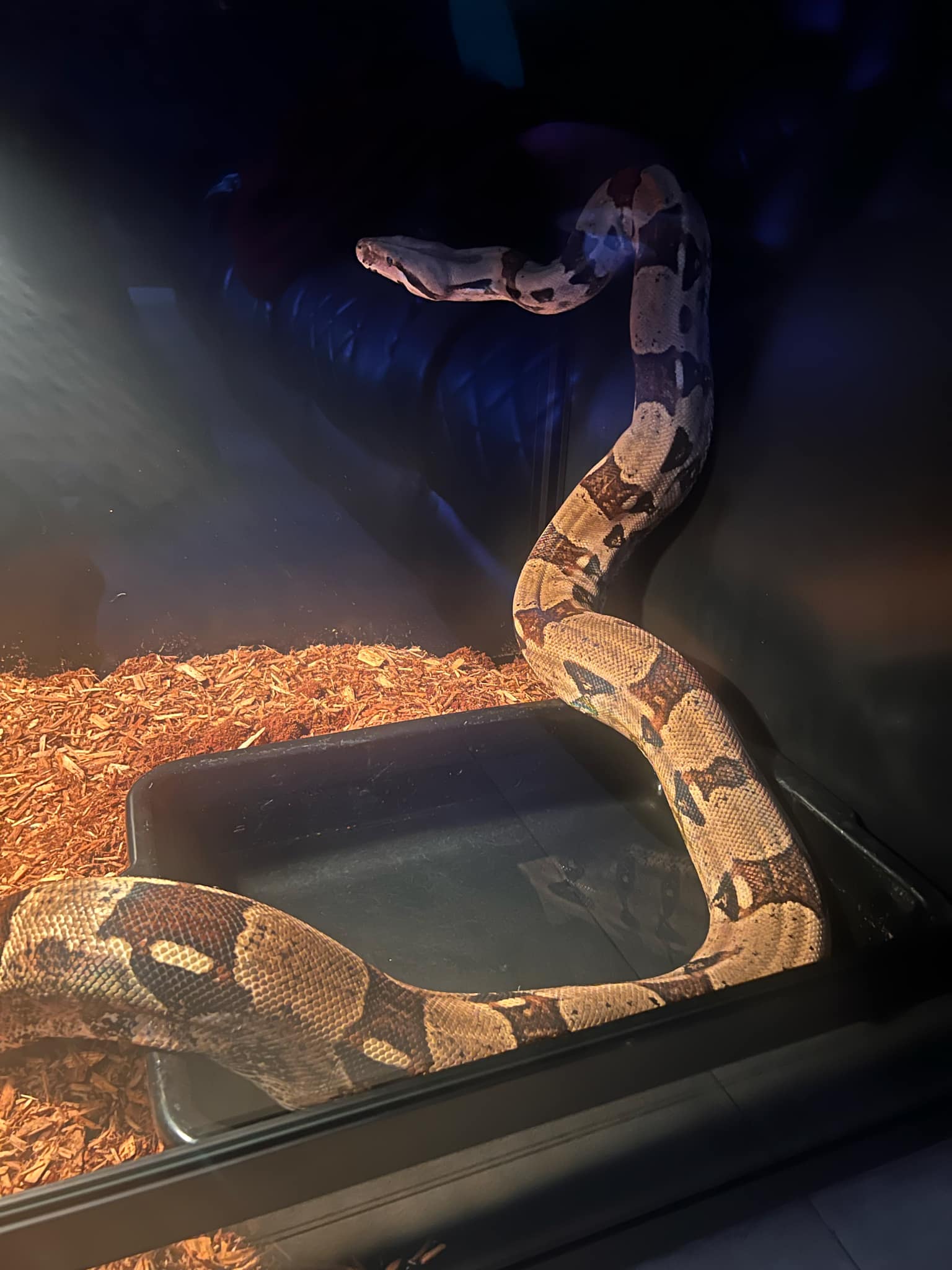 Enlarge Cardi, a Adopted Boa Constrictor in Santa Clarita, CA image 2/2