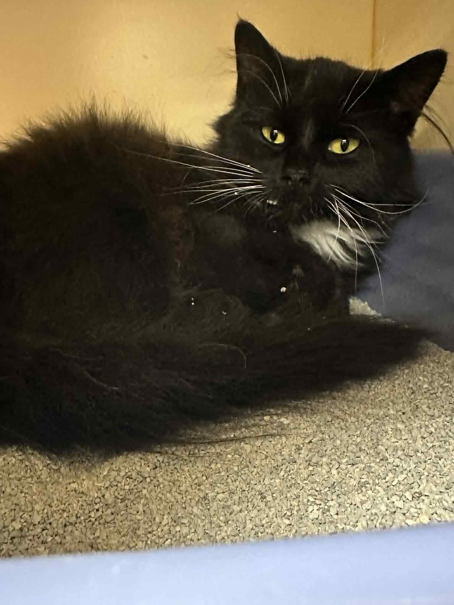 Wednesday, Adoptable, Young Female Domestic Long Hair.