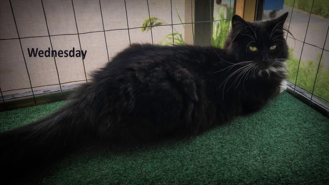 Enlarge Wednesday, a Adoptable Domestic Long Hair in Mauston, WI image 1/1