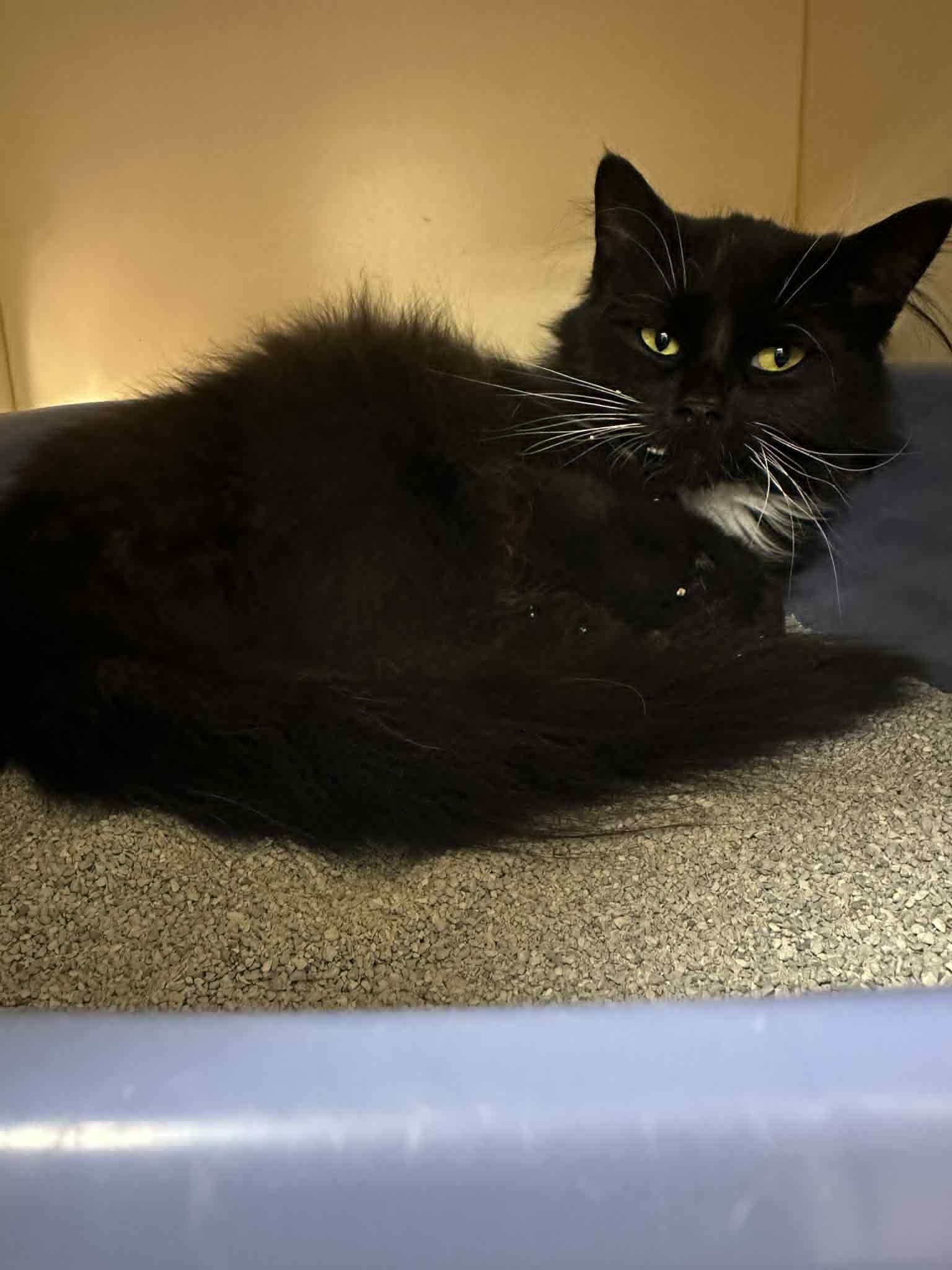 Wednesday, a Adoptable Domestic Long Hair in Mauston, WI image 2/2