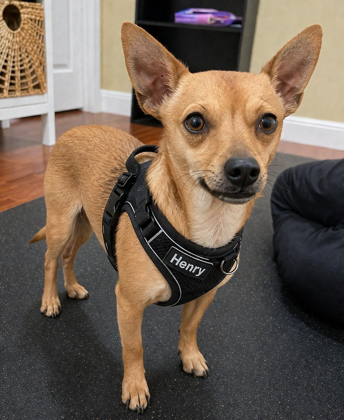 HENRY, ADOPTABLE, Adult Male Chihuahua.