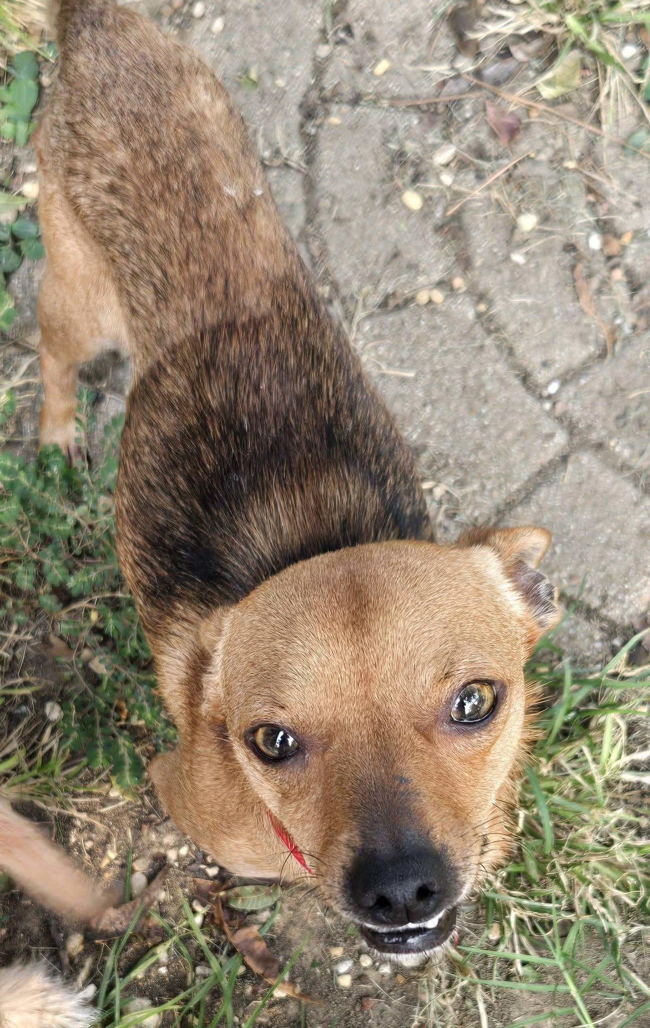 Enlarge HENRY, a ADOPTABLE Chihuahua in Grand Prairie, TX image 3/4