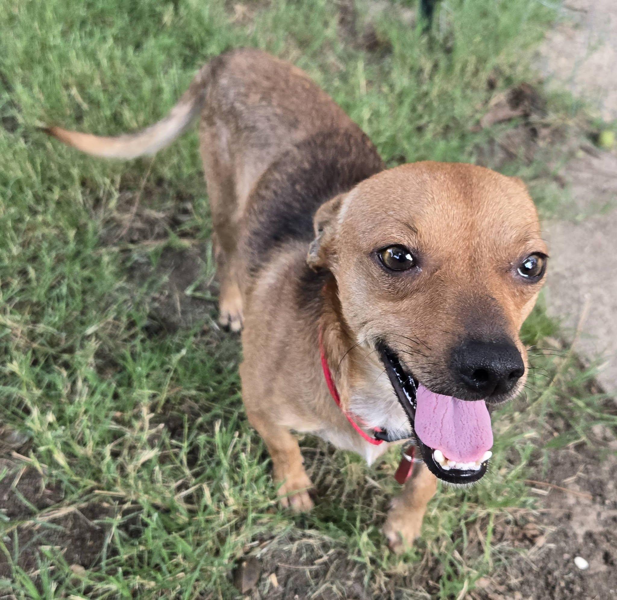 Enlarge HENRY, a ADOPTABLE Chihuahua in Grand Prairie, TX image 4/4
