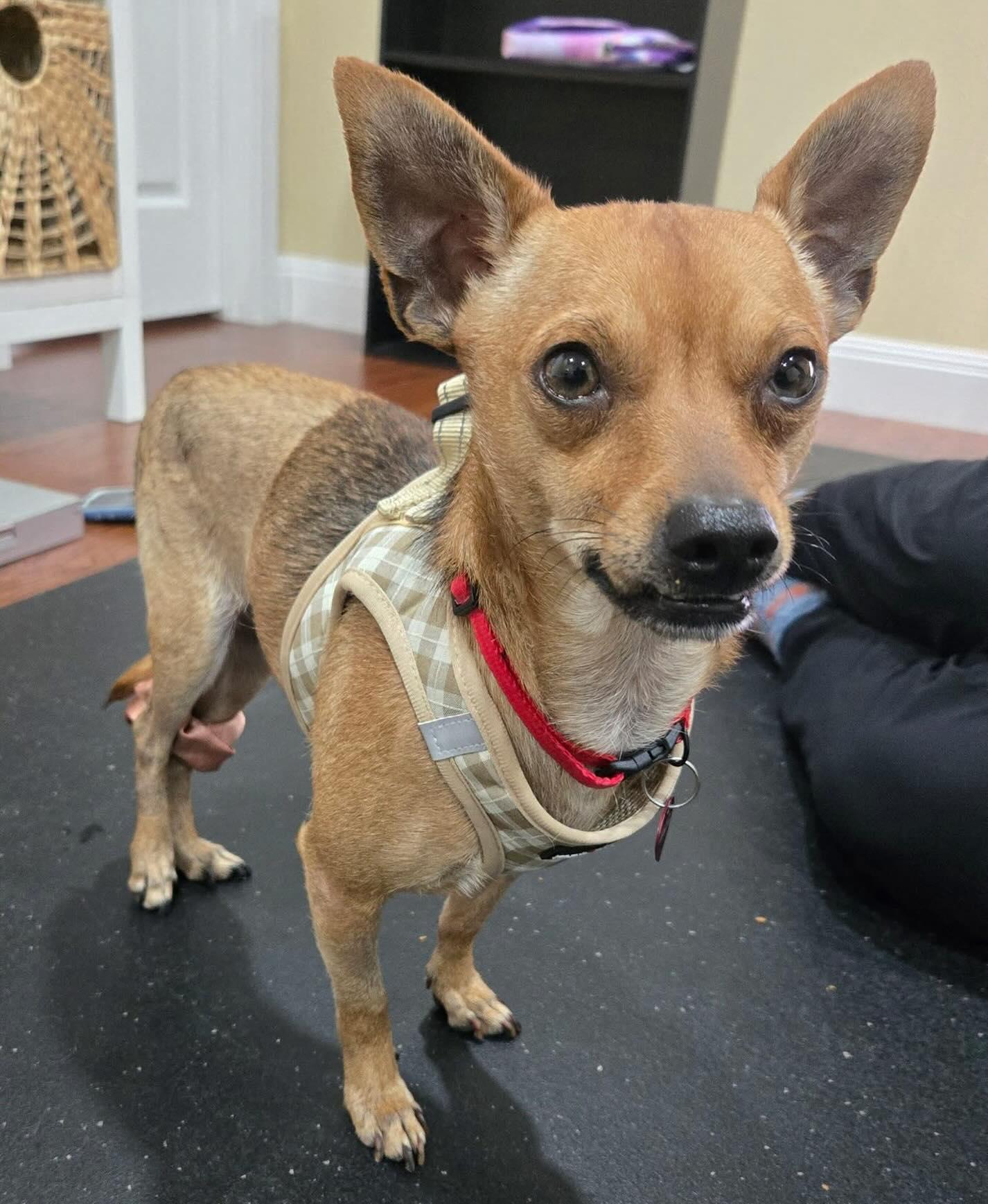 HENRY, ADOPTABLE, Adult Male Chihuahua.