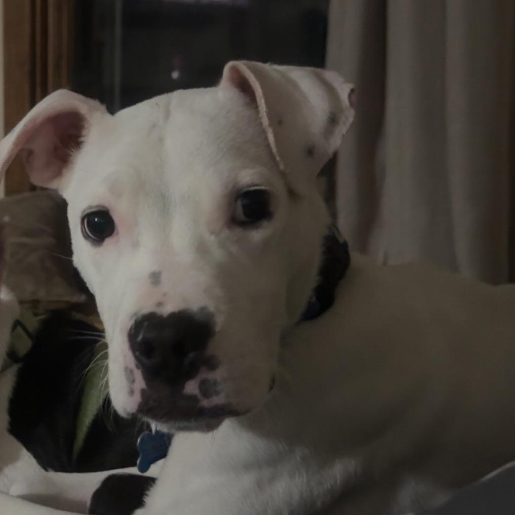 Potato Chip, a Adoptable Pit Bull Terrier in Eastford, CT image 1/6