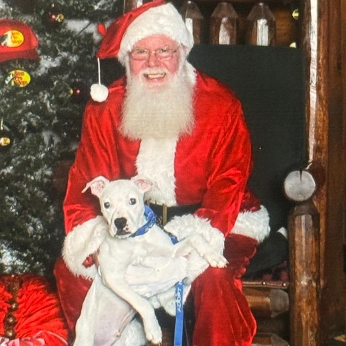 Potato Chip, a Adoptable Pit Bull Terrier in Eastford, CT image 2/6