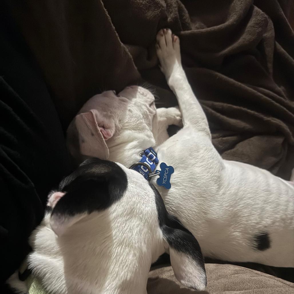 Potato Chip, a Adoptable Pit Bull Terrier in Eastford, CT image 3/6