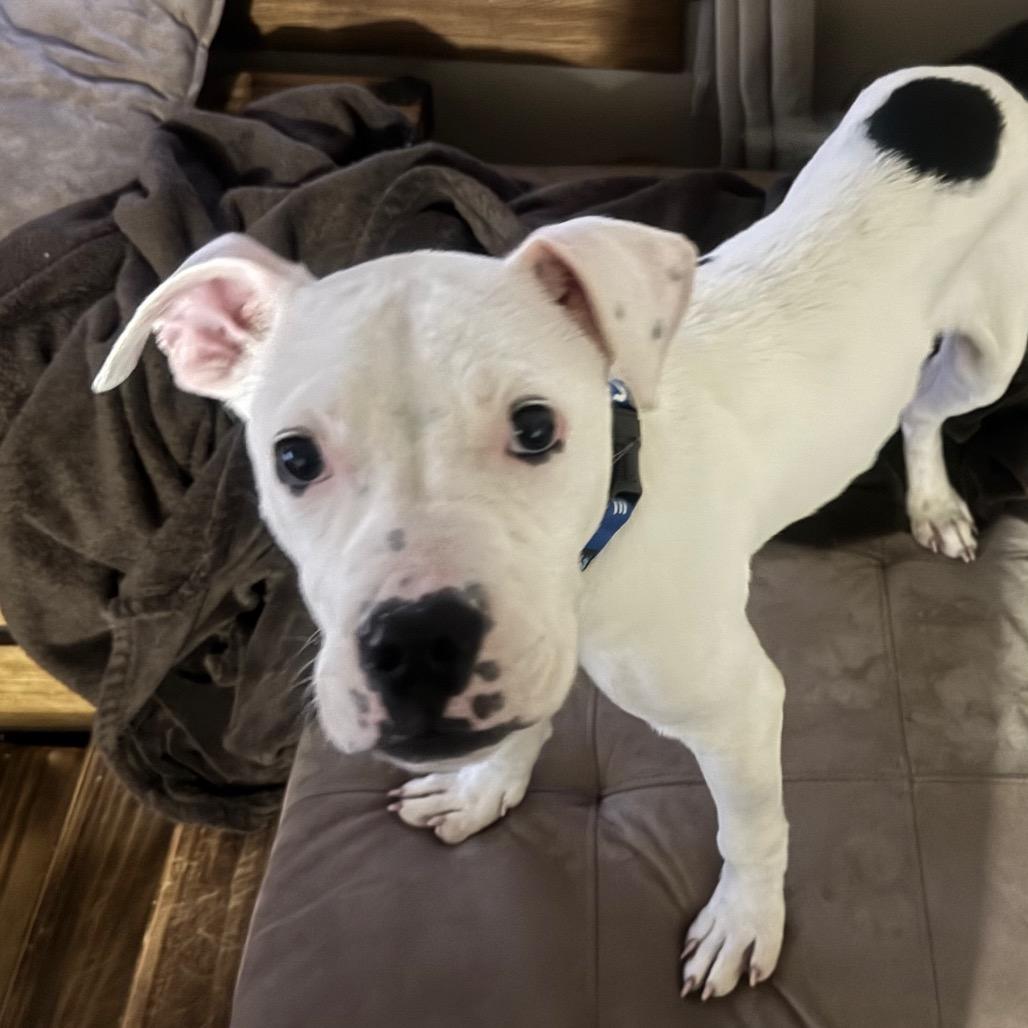 Potato Chip, a Adoptable Pit Bull Terrier in Eastford, CT image 4/6