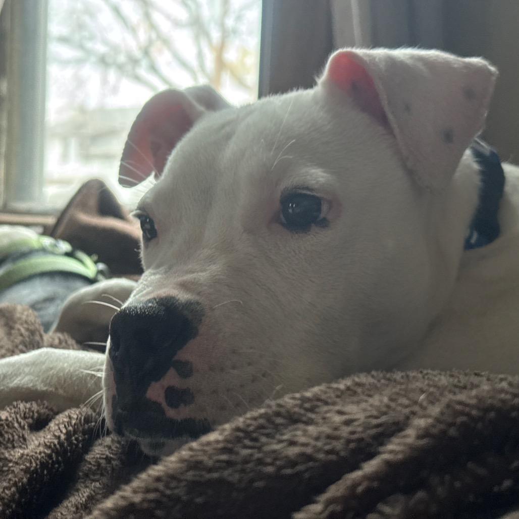 Potato Chip, a Adoptable Pit Bull Terrier in Eastford, CT image 5/6