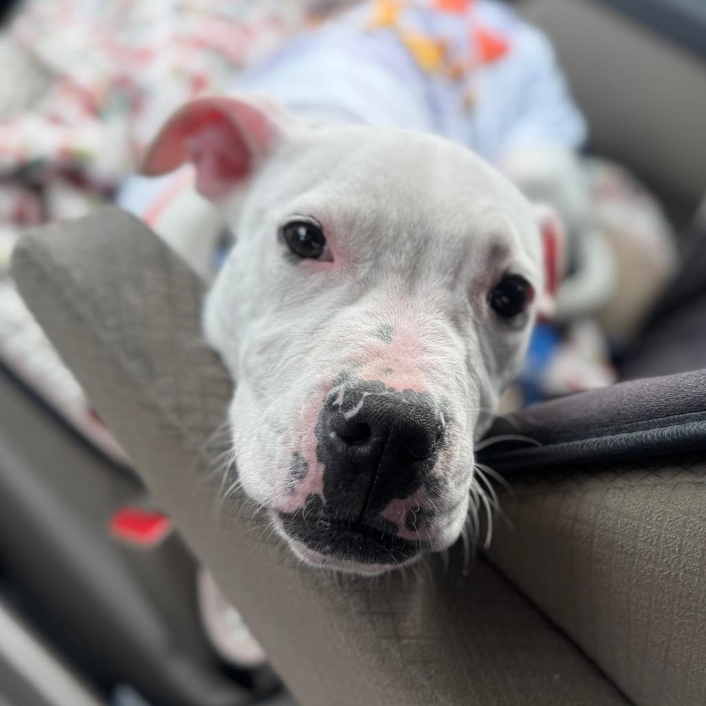 Potato Chip, a Adoptable Pit Bull Terrier in Eastford, CT image 6/6