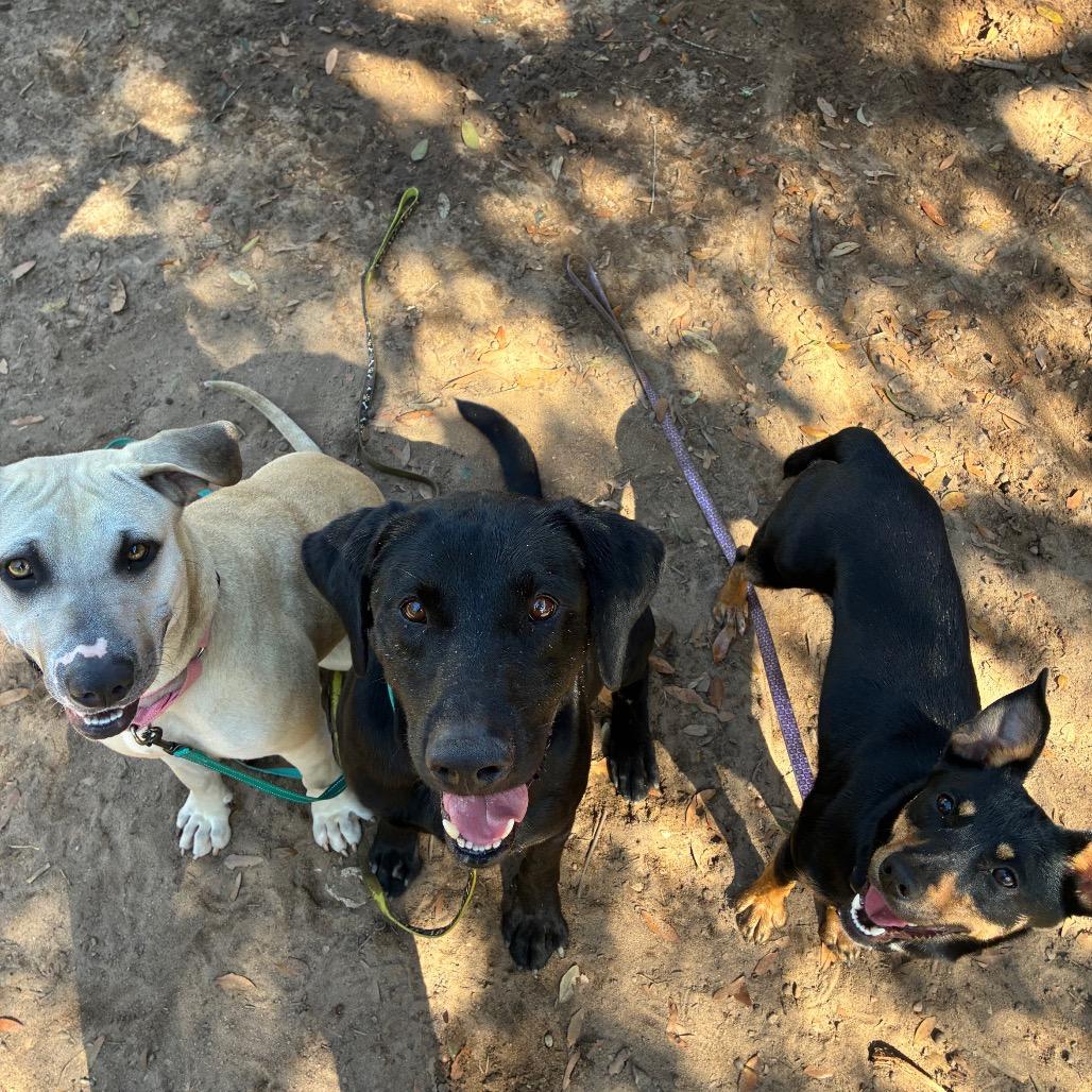 Moonpie, Adoptable, Adult Female Mixed Breed.