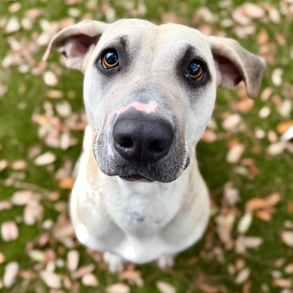 Enlarge Moonpie, a Adoptable Mixed Breed in Pensacola, FL image 2/3