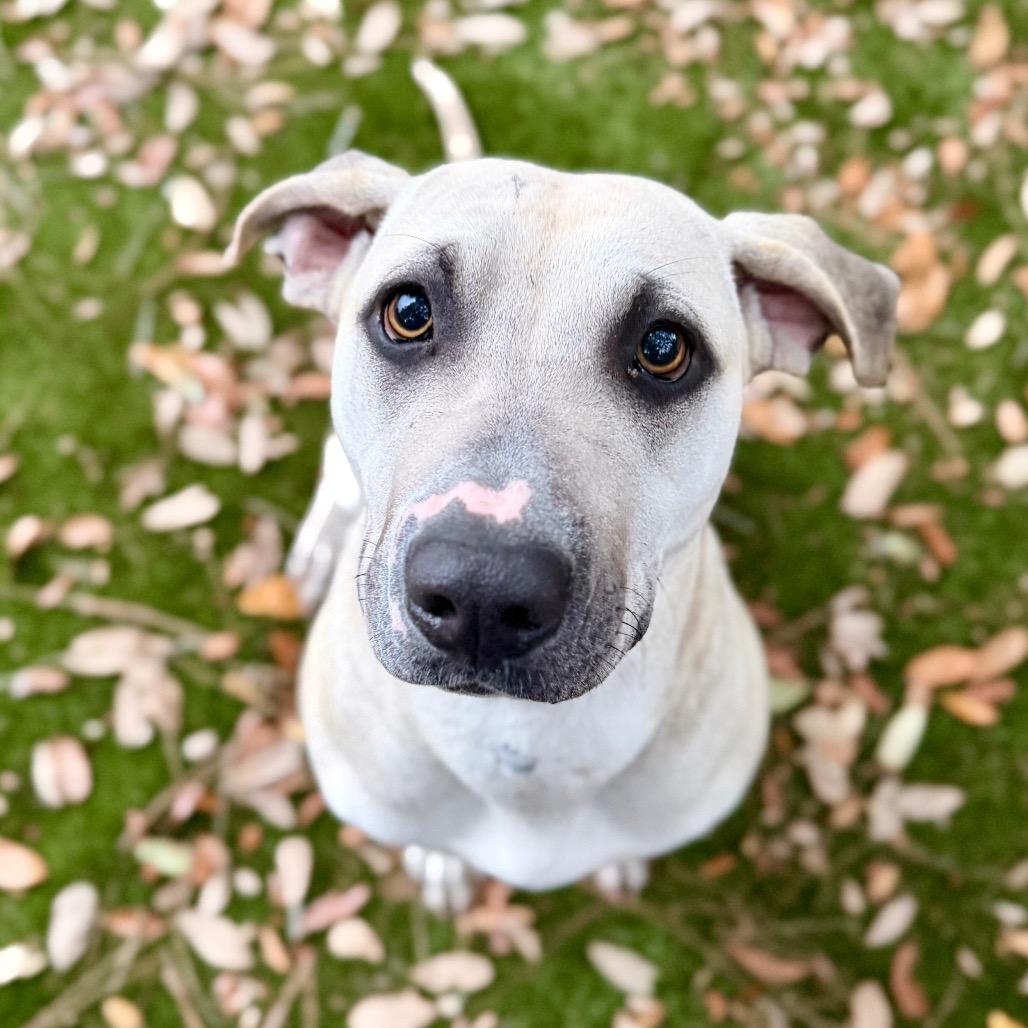 Enlarge Moonpie, a Adoptable Mixed Breed in Pensacola, FL image 3/3