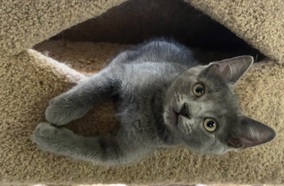 Josie (precious!), Adopted, Kitten Female Domestic Short Hair.