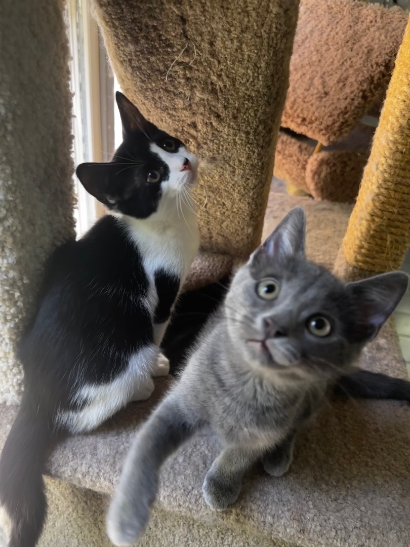 Enlarge Josie (precious!), a Adopted Domestic Short Hair in Woodbridge, VA image 2/13