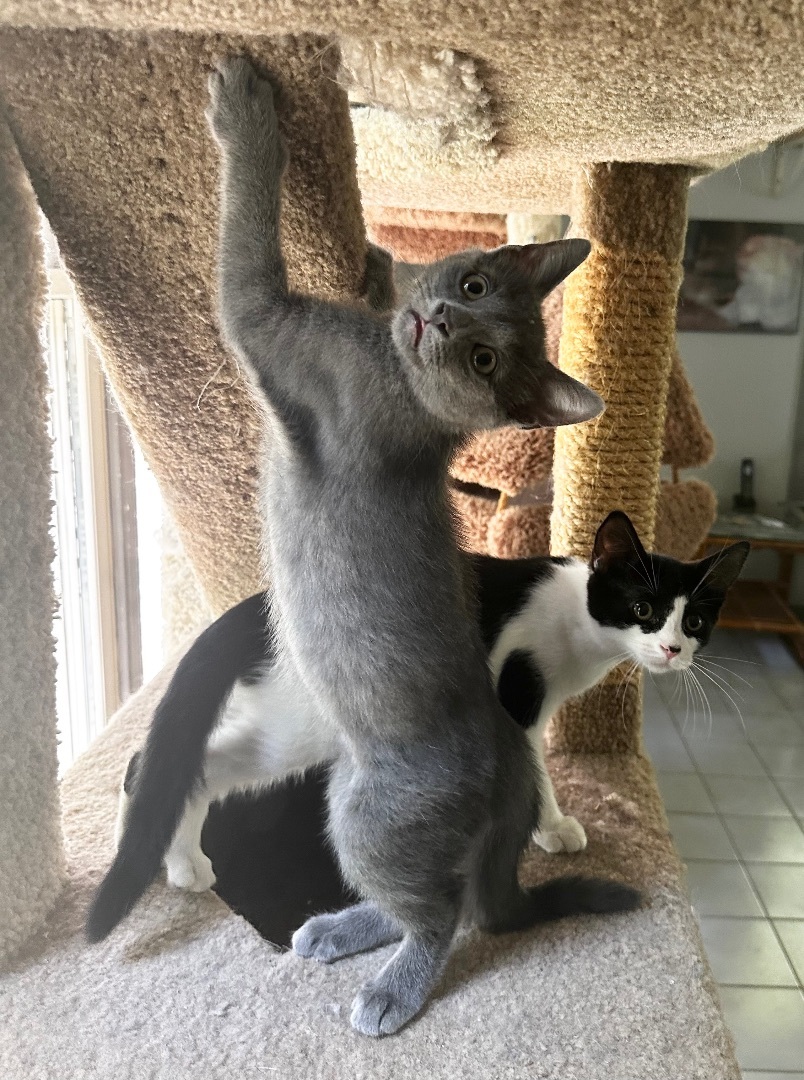 Enlarge Josie (precious!), a Adopted Domestic Short Hair in Woodbridge, VA image 3/13