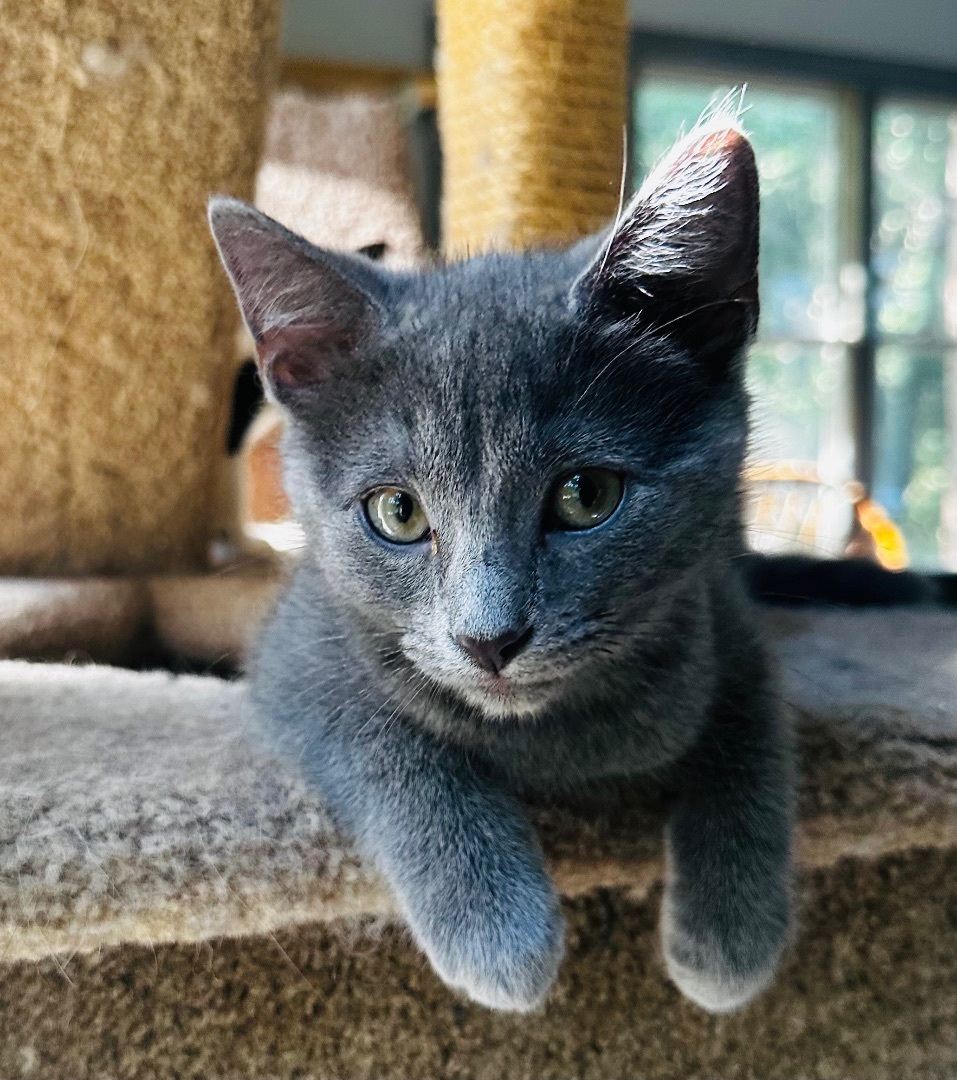 Enlarge Josie (precious!), a Adopted Domestic Short Hair in Woodbridge, VA image 4/13