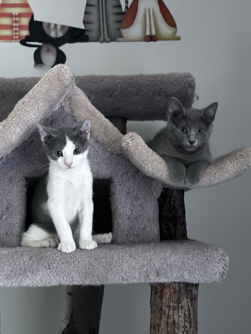 Enlarge Josie (precious!), a Adopted Domestic Short Hair in Woodbridge, VA image 5/13