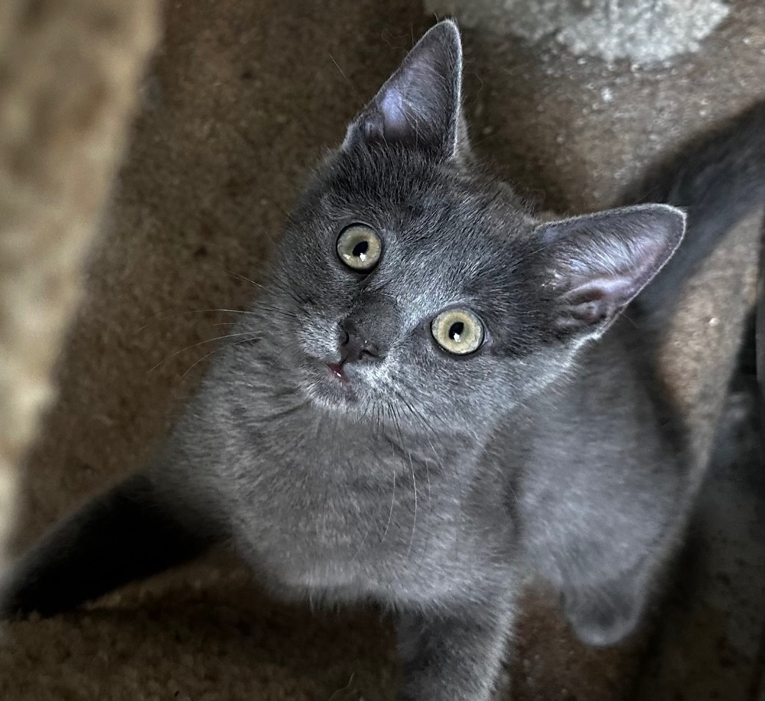 Enlarge Josie (precious!), a Adopted Domestic Short Hair in Woodbridge, VA image 6/13