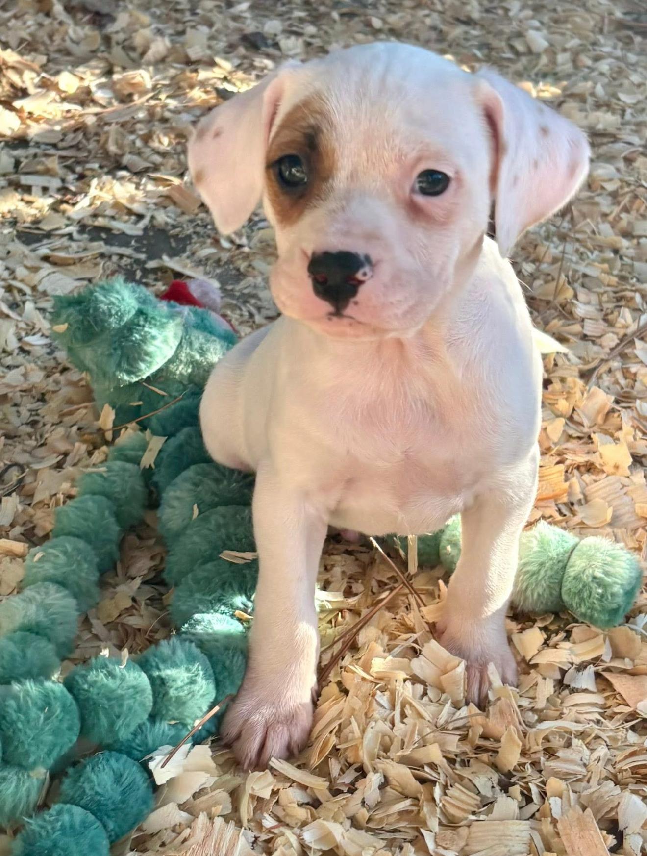 Enlarge Nutella, an adopted mixed breed in Baltimore, MD image 2/3