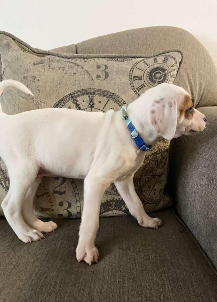 Enlarge Nutella, an adopted mixed breed in Baltimore, MD image 3/3