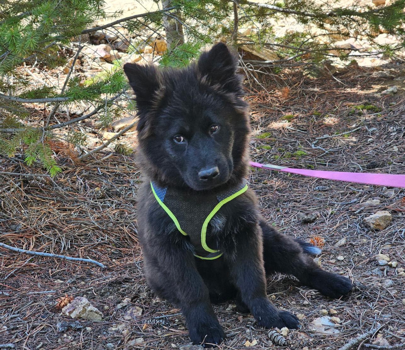Rose, Adopted, Puppy Female Chow Chow.