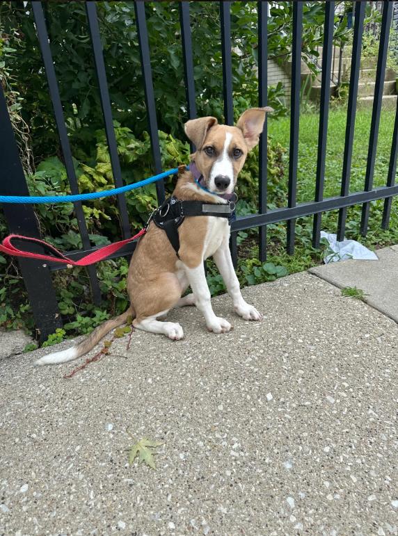 Enlarge Cassie, a Adoptable Foxhound in Chicago, IL image 3/3