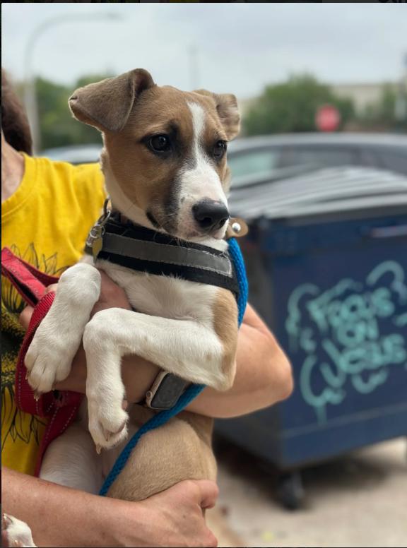 Enlarge Cassie, a Adoptable Foxhound in Chicago, IL image 2/3