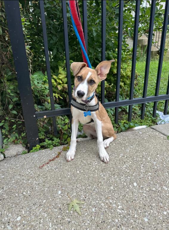 Cassie, Adoptable, Puppy Female Foxhound.