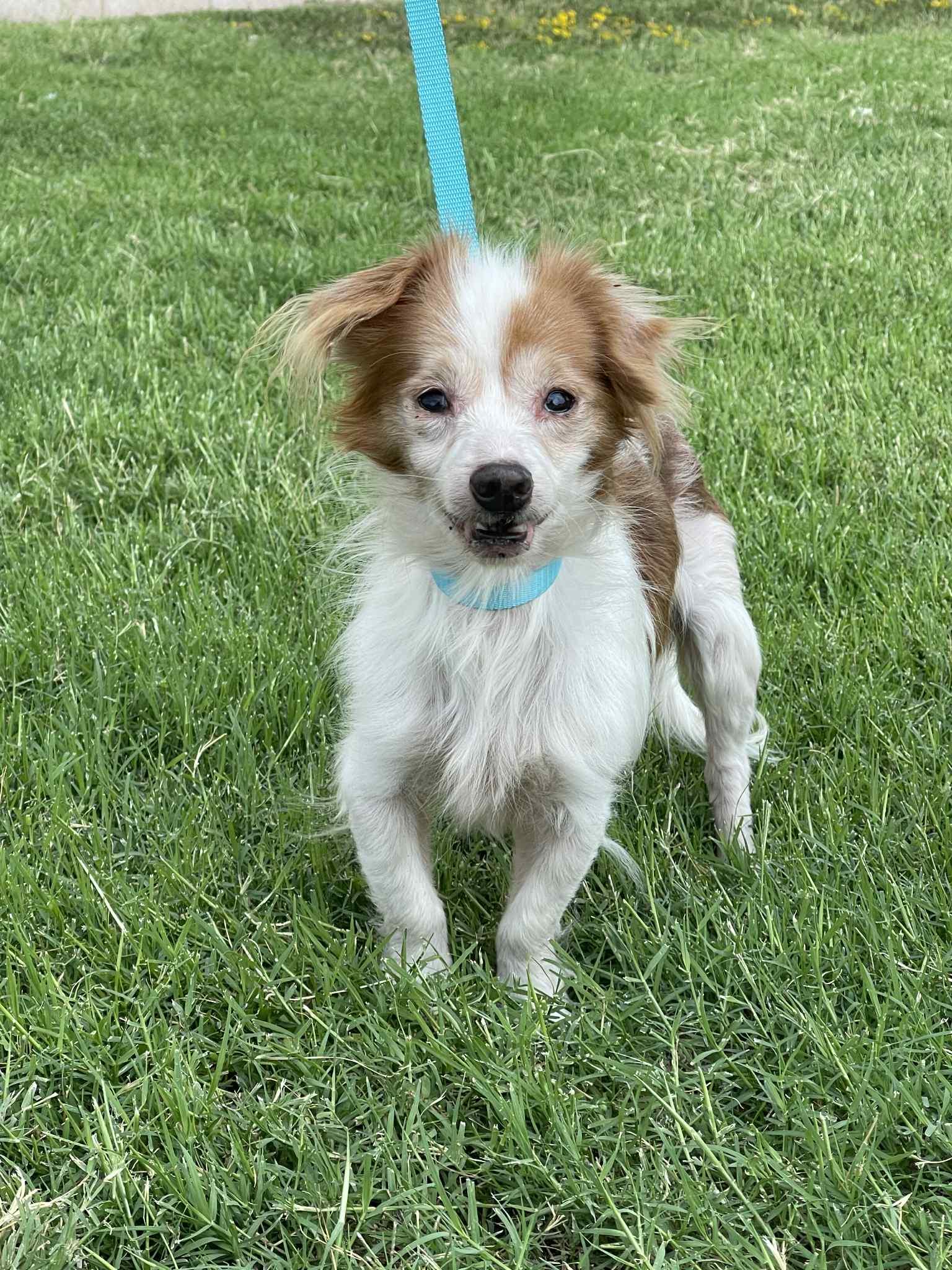 Enlarge King Arthur, a Adoptable mixed breed in Longview, TX image 1/1