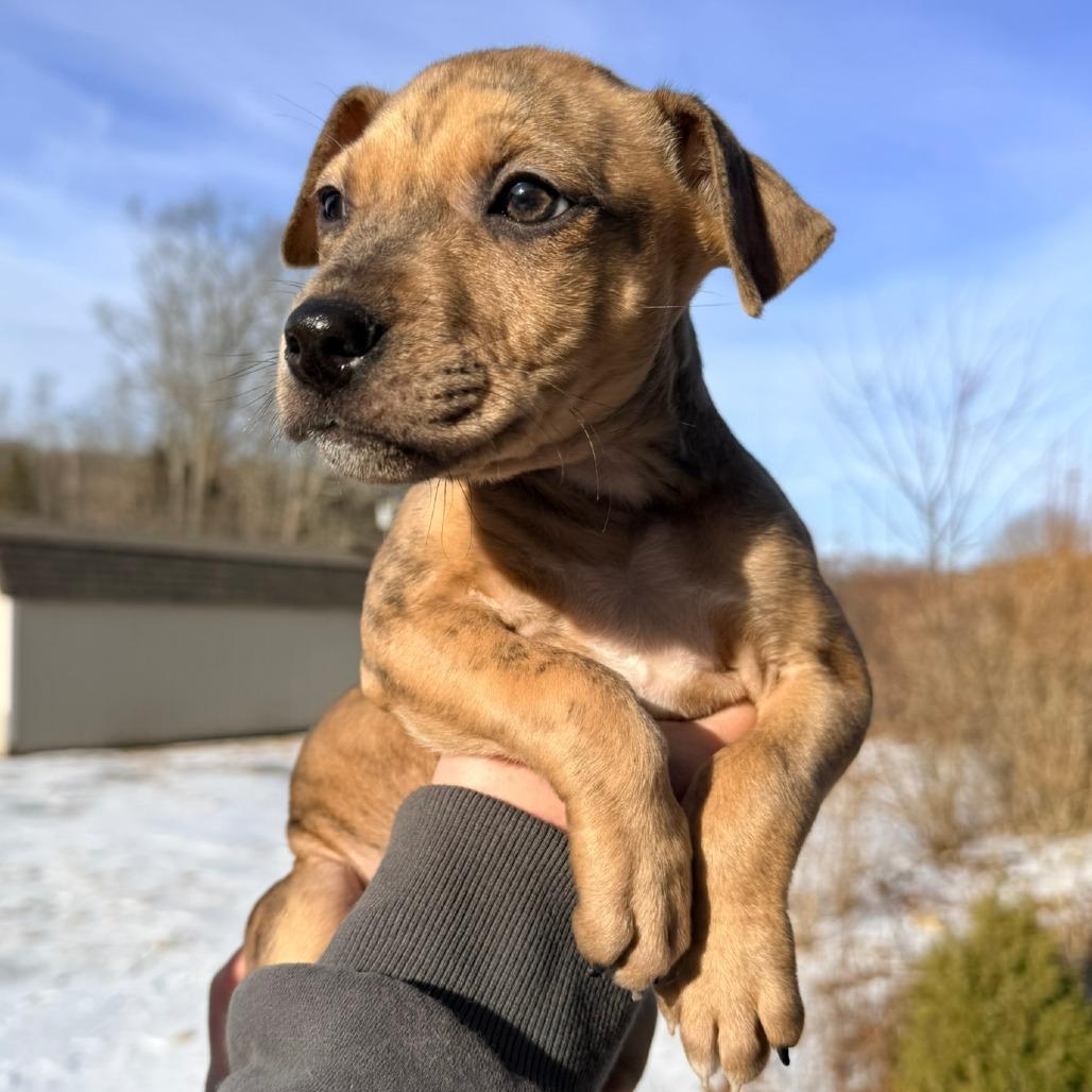 Enlarge CT Calamity (Foster in Stafford, CT), a Adoptable mixed breed in Eastford, CT image 1/5