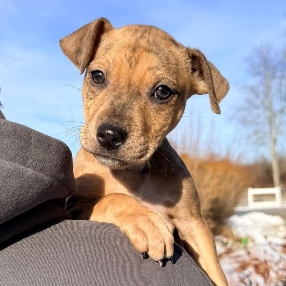 Enlarge CT Calamity (Foster in Stafford, CT), a Adoptable mixed breed in Eastford, CT image 2/5