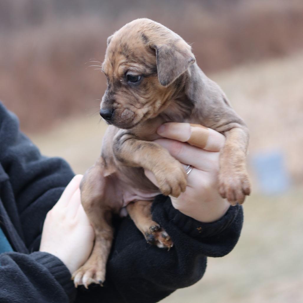 Enlarge CT Calamity avail Dec 27, a Adoptable mixed breed in Eastford, CT image 1/3