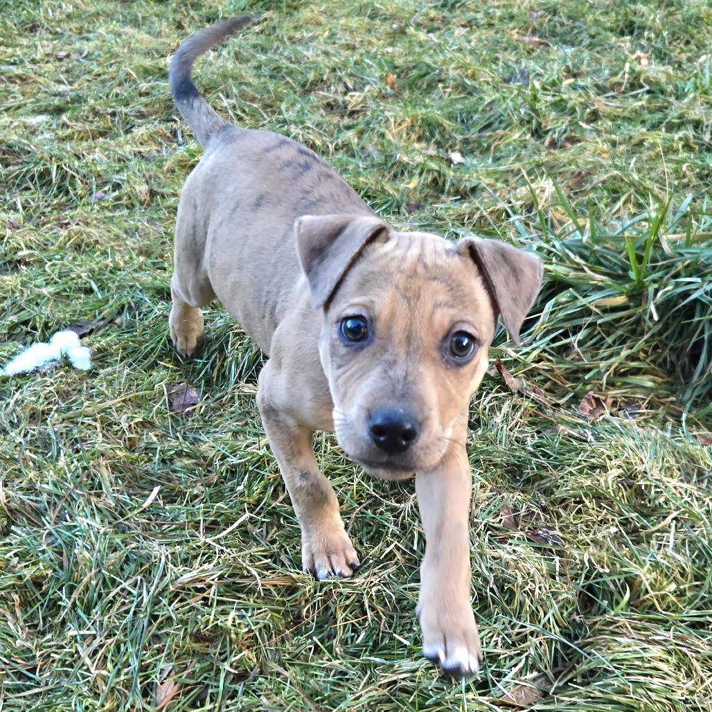 Enlarge CT Calamity (Foster in Stafford, CT), a Adoptable mixed breed in Eastford, CT image 4/5