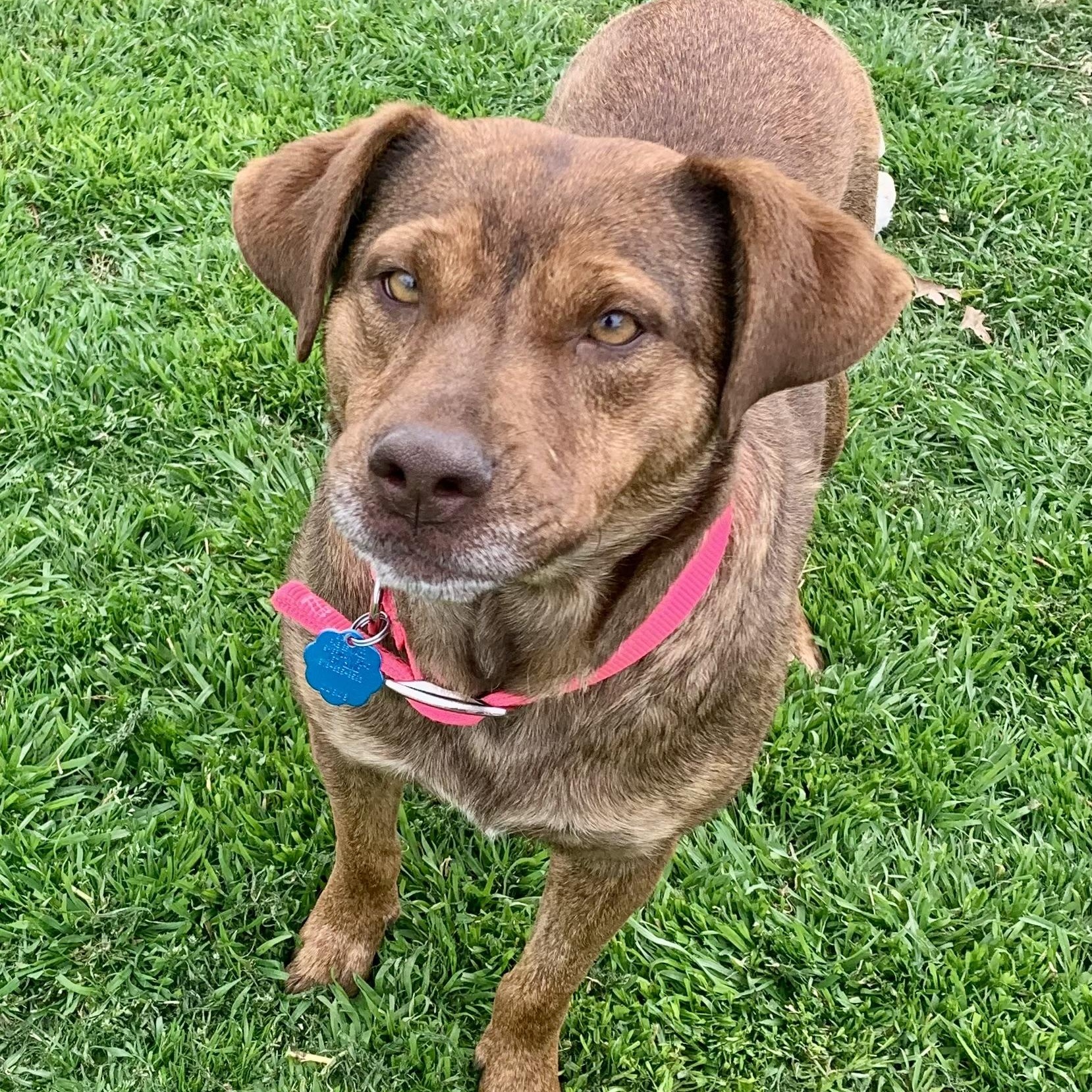 Goldie, Adoptable, Young Female Chocolate Labrador Retriever.