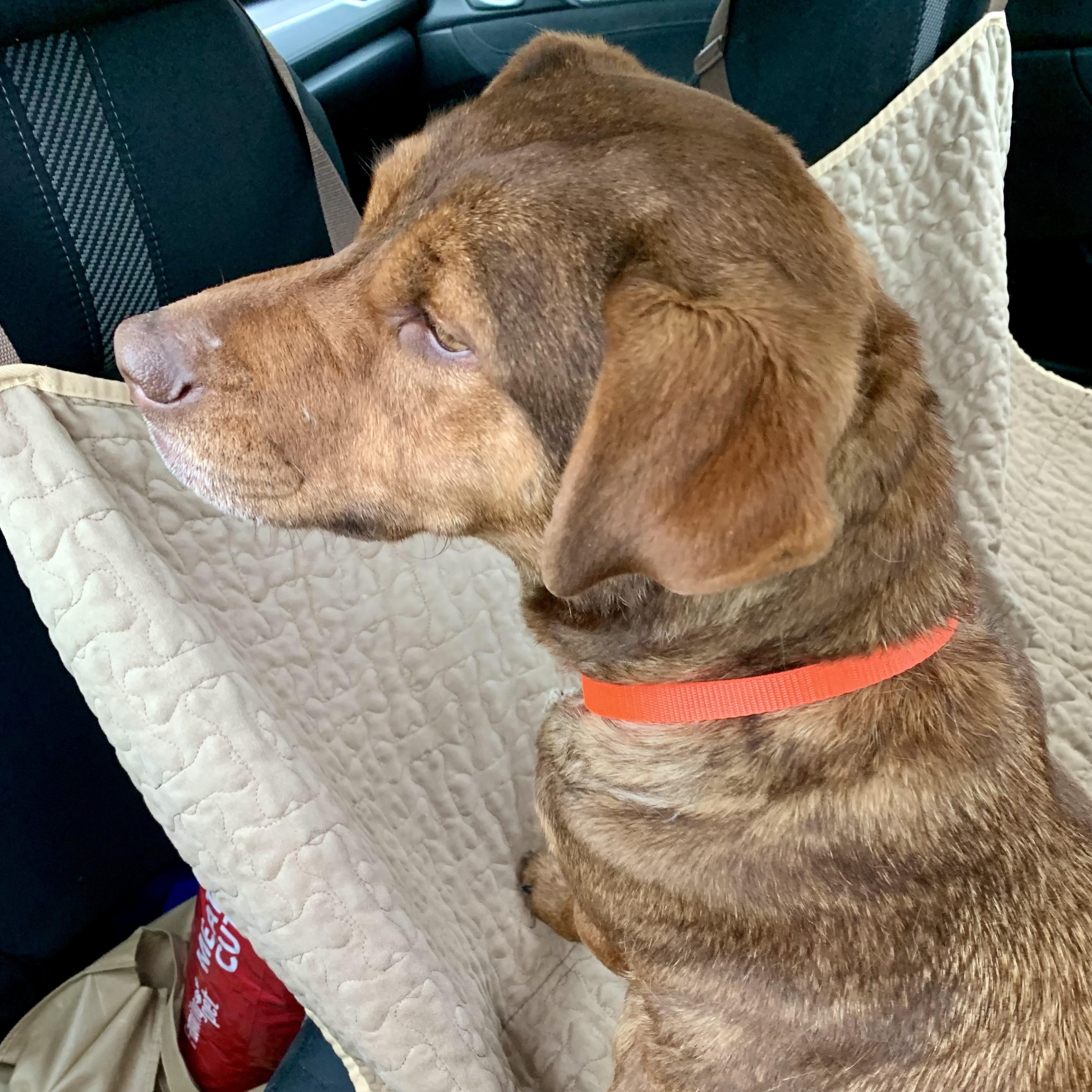 Enlarge Goldie, a Adoptable mixed breed in Tulsa, OK image 4/6