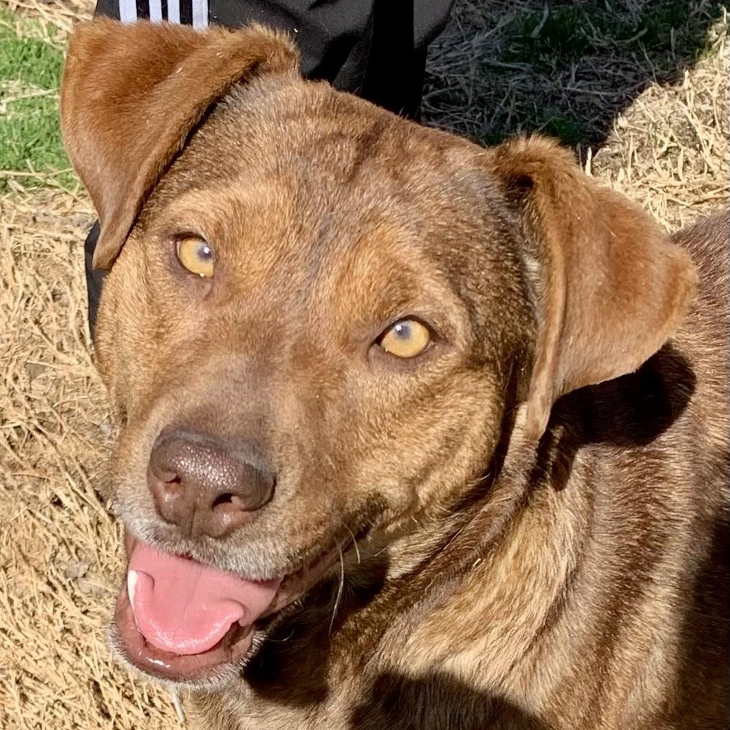 Enlarge Goldie, a Adoptable mixed breed in Tulsa, OK image 2/6