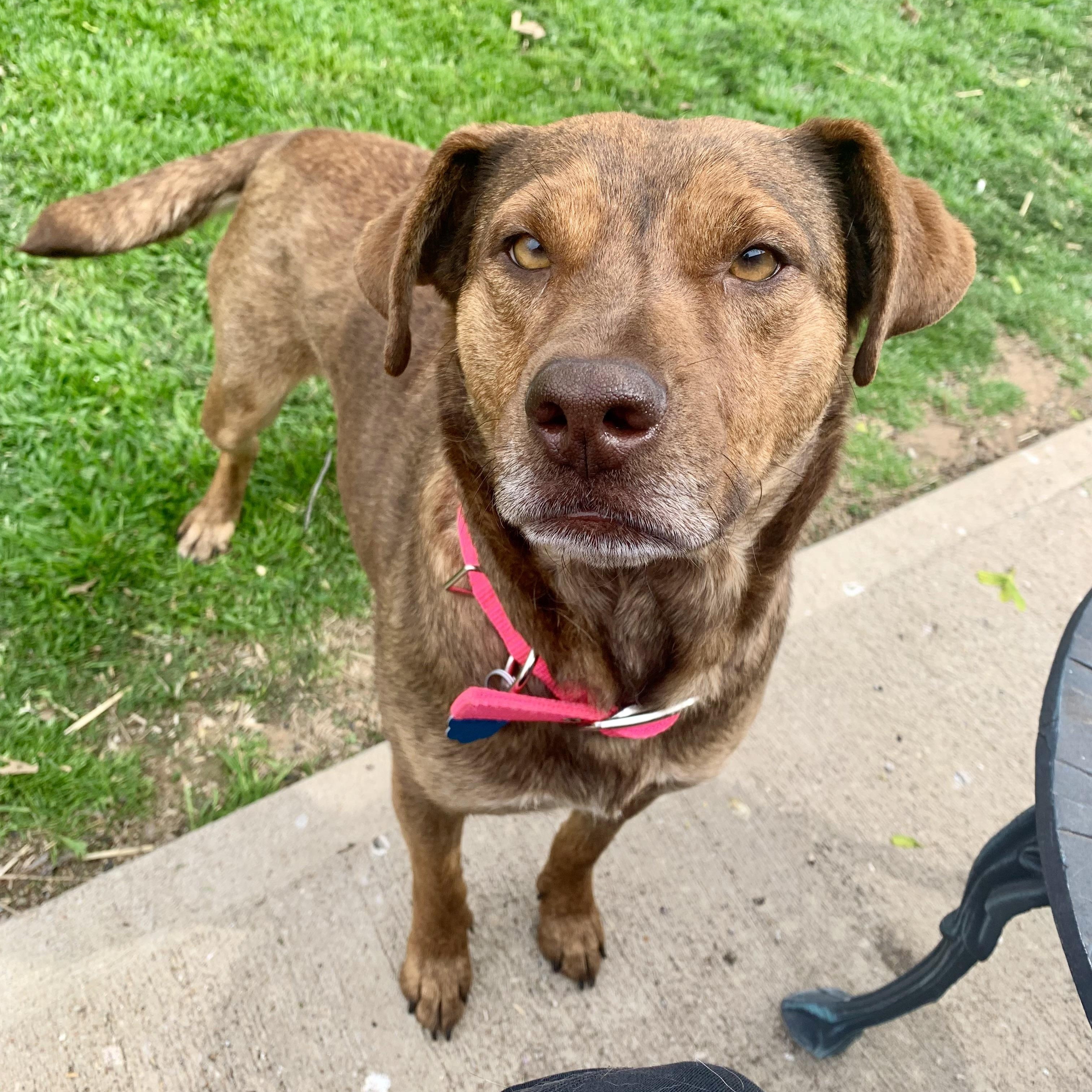 Enlarge Goldie, a Adoptable mixed breed in Tulsa, OK image 5/6