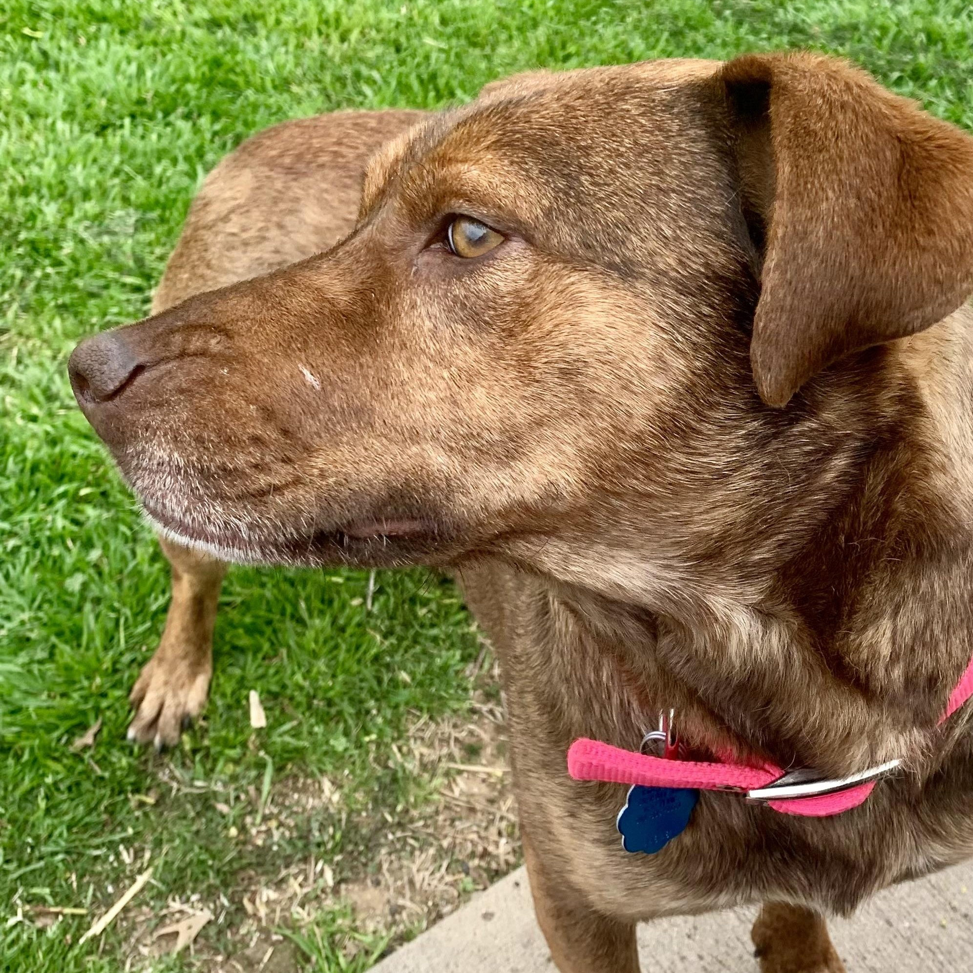 Enlarge Goldie, a Adoptable mixed breed in Tulsa, OK image 3/6