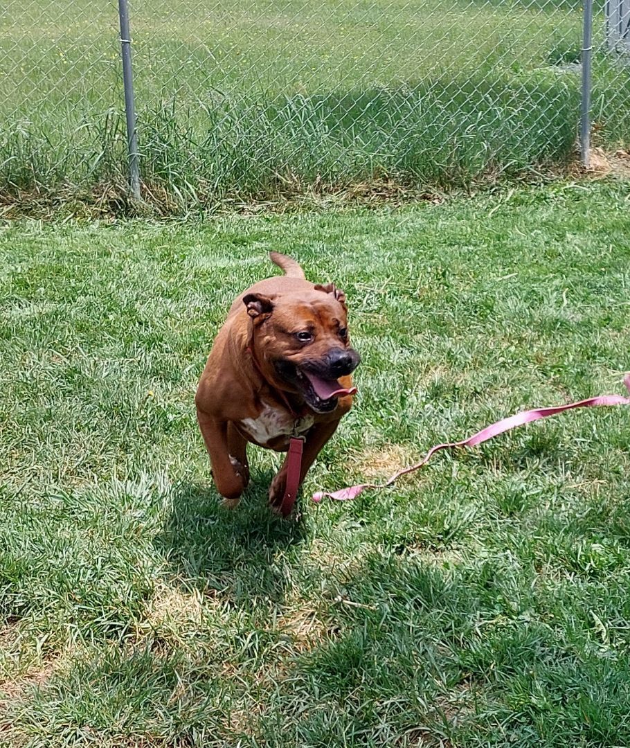 ROB (Bob), a Adoptable mixed breed in Broadalbin, NY image 6/9