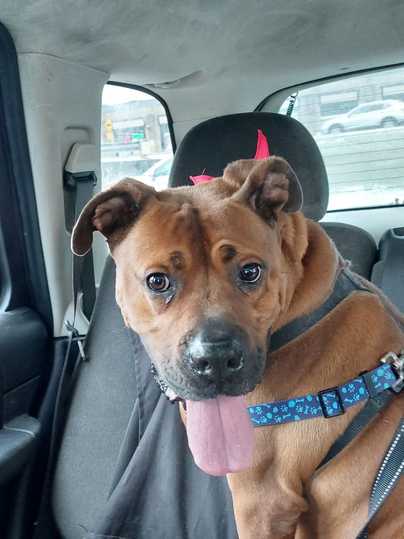 Enlarge ROB (Bob), a Adoptable mixed breed in Broadalbin, NY image 8/9