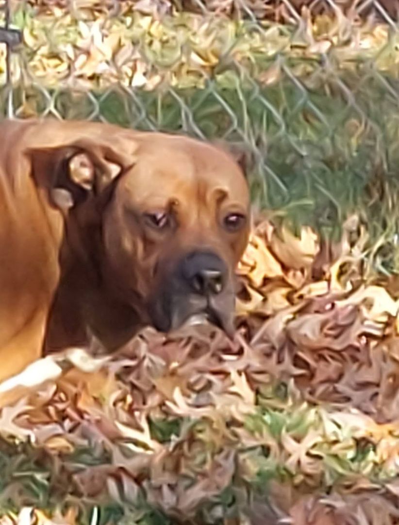 Enlarge ROB (Bob), a Adoptable mixed breed in Broadalbin, NY image 9/9