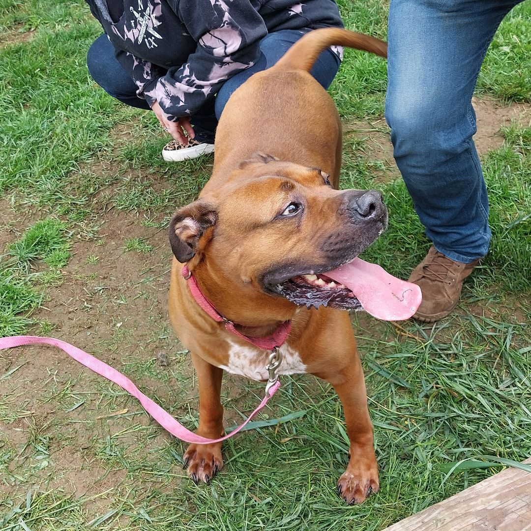 ROB (Bob), Adoptable, Adult Male Rottweiler & Boxer.