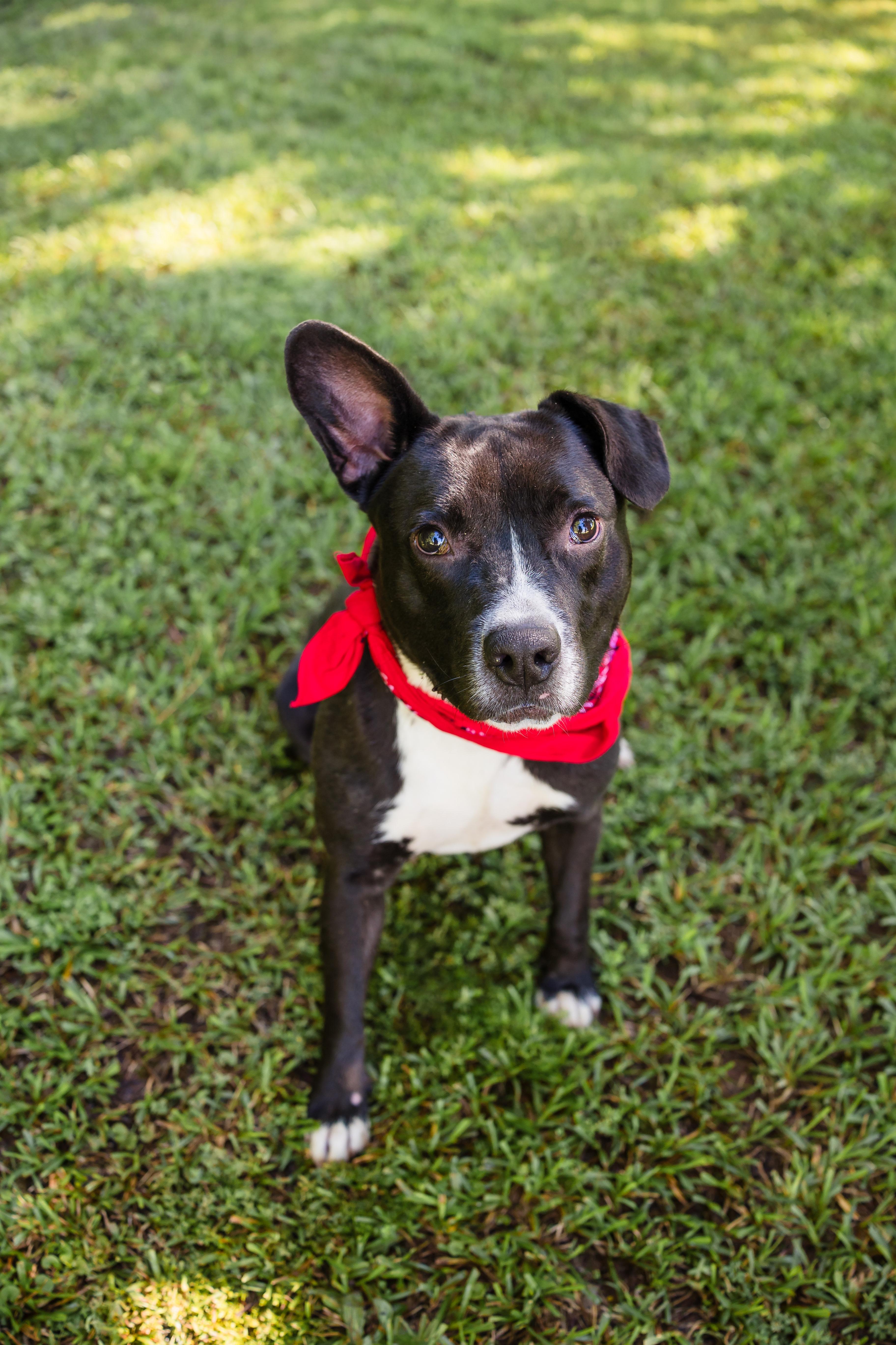 JACK, a ADOPTABLE Mixed Breed in Newborn, GA image 6/6
