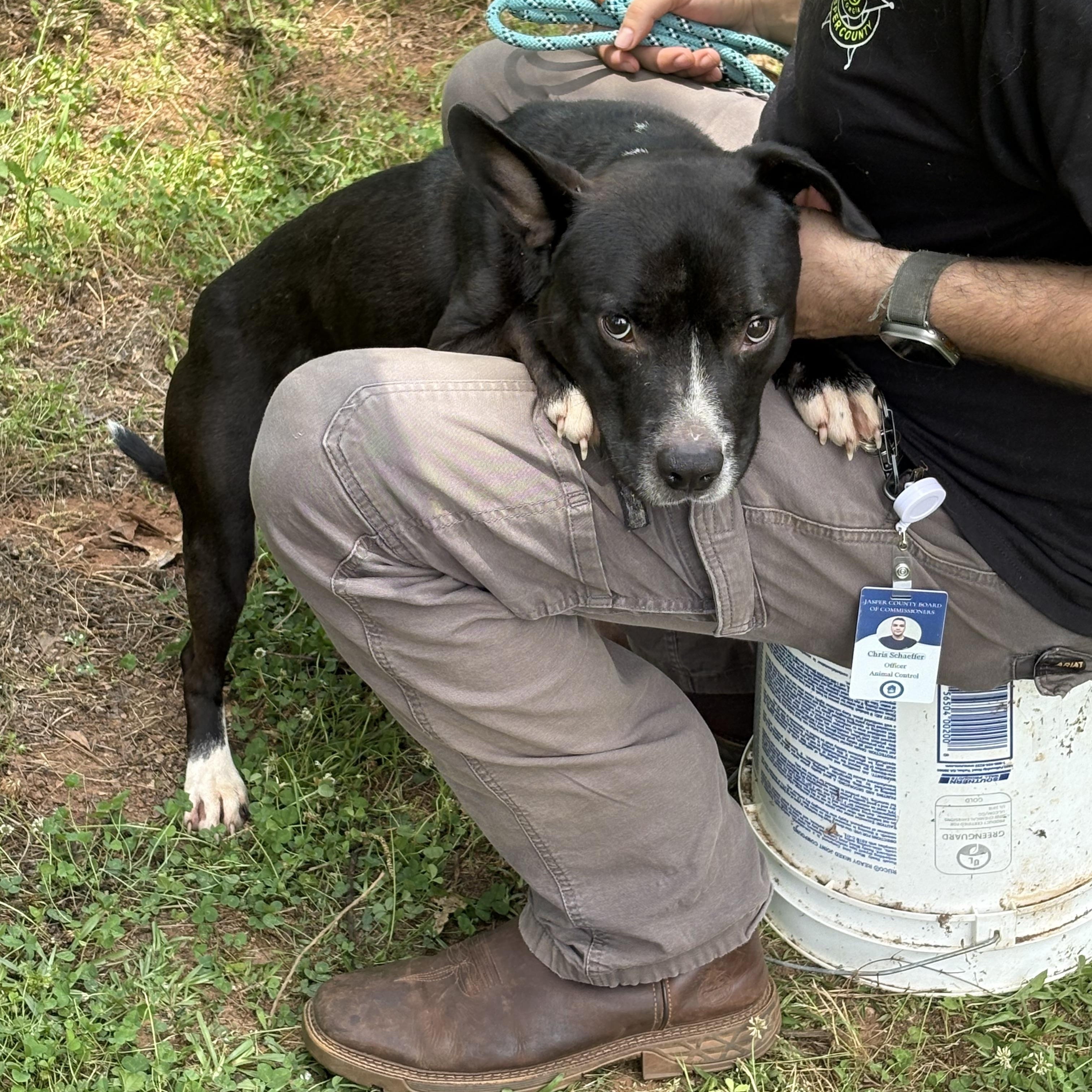 JACK, a ADOPTABLE Mixed Breed in Newborn, GA image 5/6