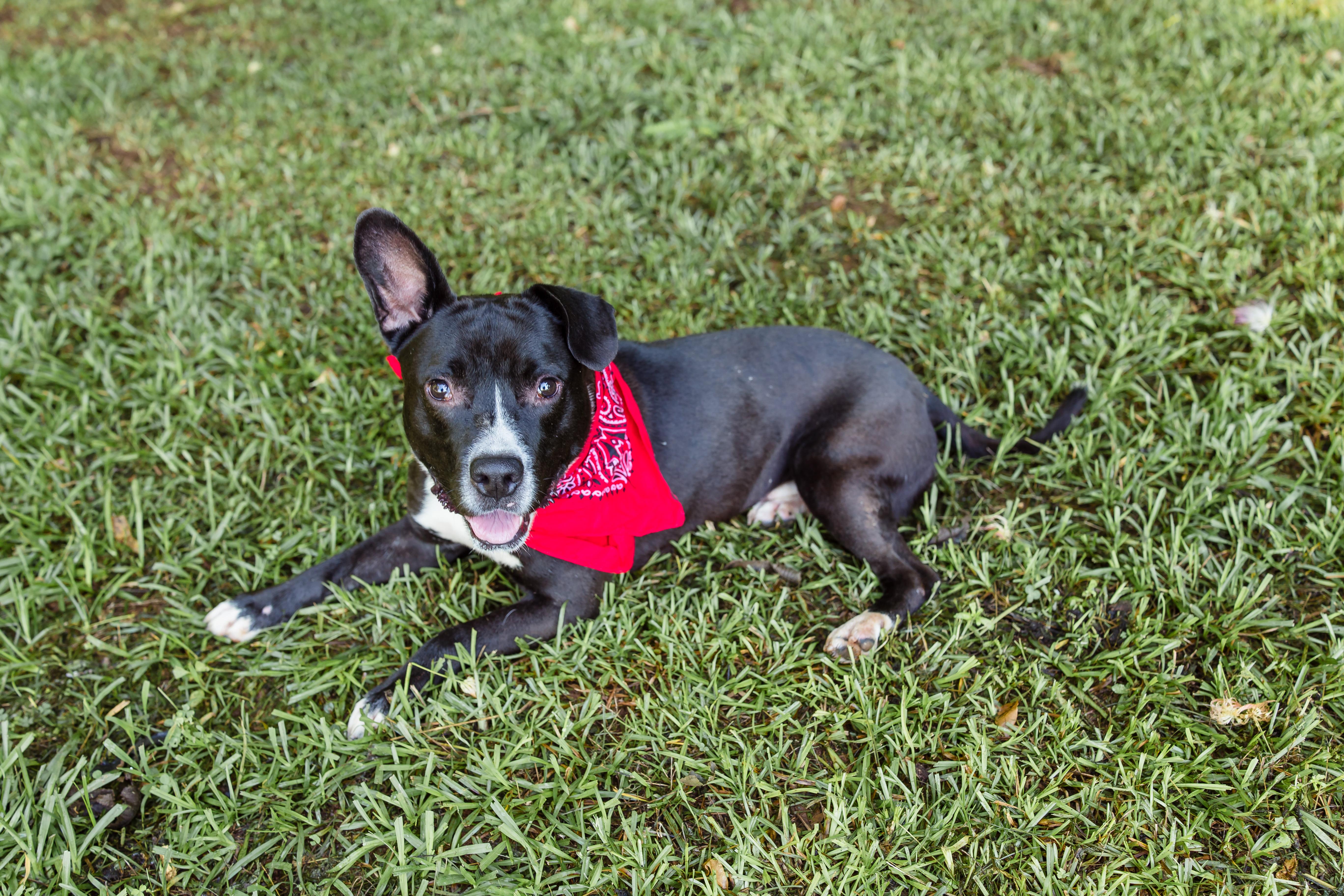 JACK, a ADOPTABLE Mixed Breed in Newborn, GA image 2/6